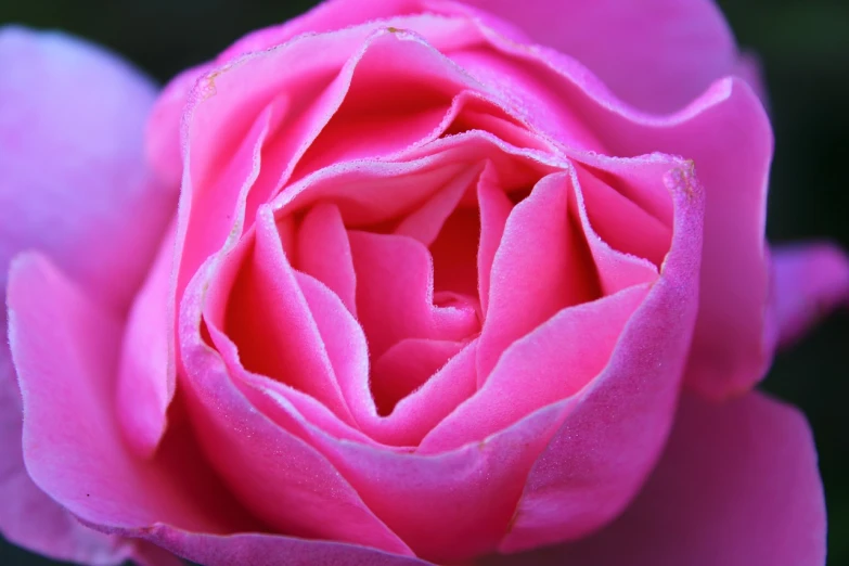 a close up of a pink rose flower, by Anna Haifisch, flickr, rose petals, tulip, closeup - view, rose twining