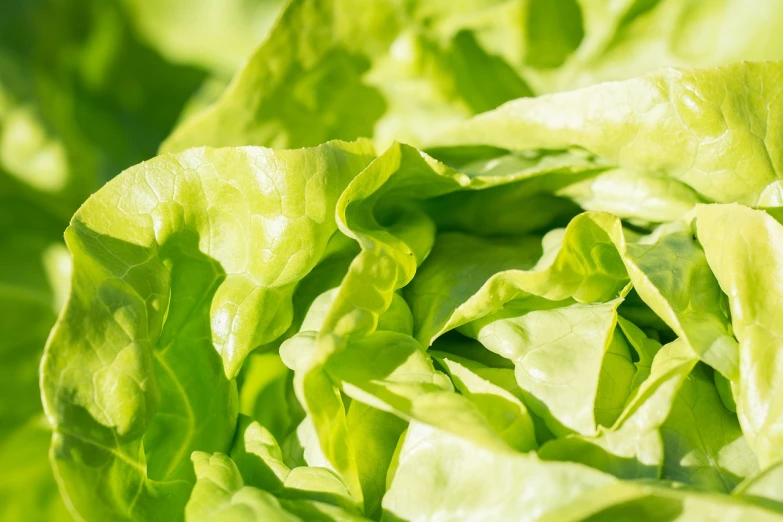 a close up of a lettuce plant with green leaves, a macro photograph, shutterstock, bright sunny day, high quality product image”