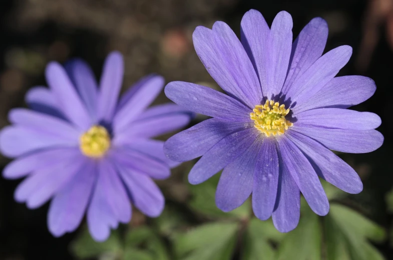 a couple of purple flowers sitting next to each other, a portrait, by Harold von Schmidt, pixabay, miniature cosmos, dressed in blue, centered close-up, shaded