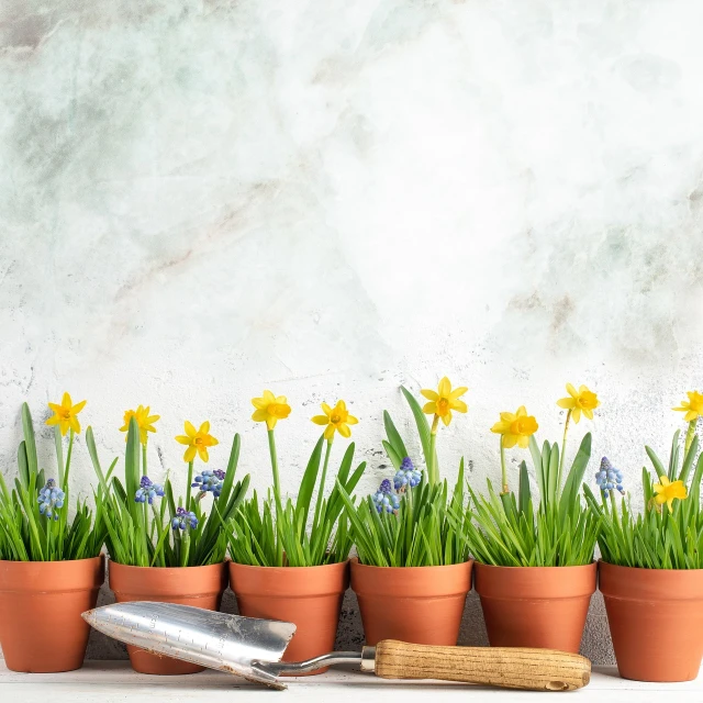 a row of flower pots with flowers in them, a picture, by Andries Stock, shutterstock, daffodils, still life photo of a backdrop, high quality product image”, tools