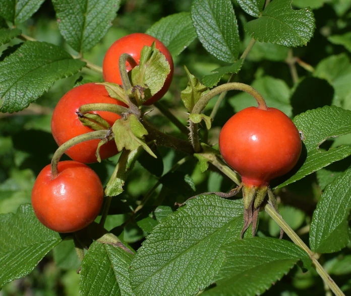 a close up of a bunch of fruit on a tree, by Karl Völker, pixabay, bauhaus, small red roses, wild foliage, colorado, high res photo