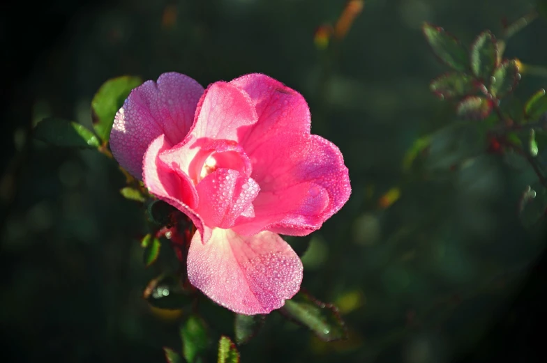 a pink flower with water droplets on it, by Rhea Carmi, flickr, late afternoon sun, melanchonic rose soft light, with soft bushes, no gradients