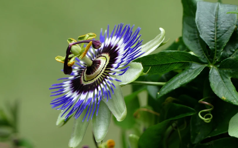 a close up of a flower on a plant, flickr, arabesque, passion fruits, blue and purple and green, wikimedia commons, avatar image