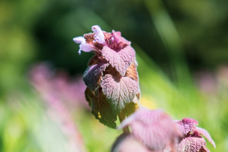 a close up of a flower in a field, a macro photograph, renaissance, in salvia divinorum, reportage photo, leaves in foreground, shady look