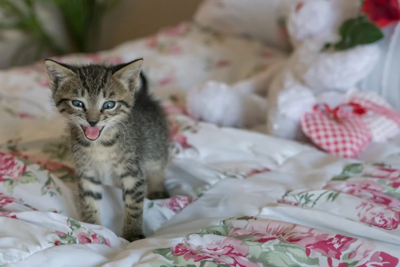 a small kitten sitting on top of a bed, a picture, by Emma Andijewska, shutterstock, shouting, no words 4 k, in the bedroom at a sleepover, shot on nikon d 3 2 0 0