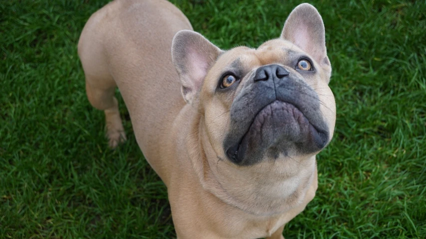 a brown dog standing on top of a lush green field, a portrait, shutterstock, french bulldog, head looking up, high angle close up shot, eyes!