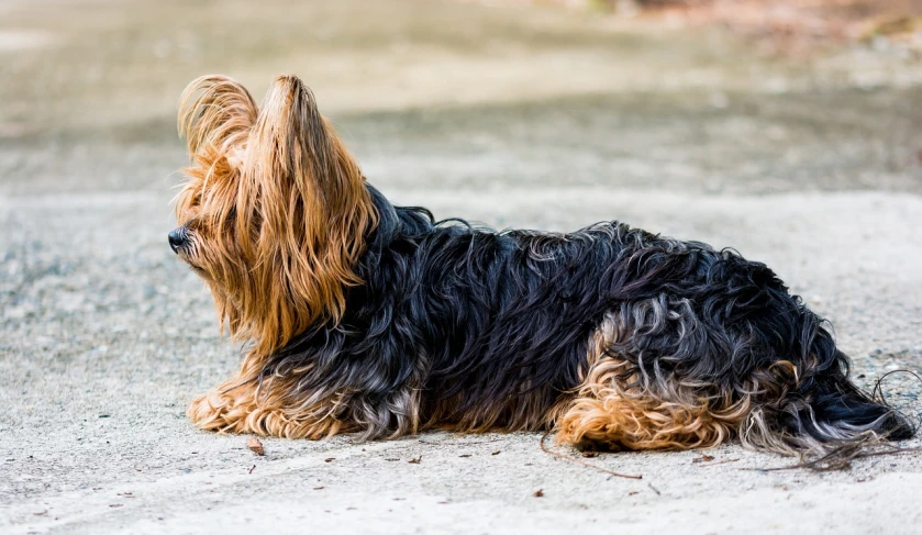 a dog that is laying down on the ground, by Paweł Kluza, trending on pixabay, yorkshire terrier, hair fluttering in the wind, black and brown, high resolution photo
