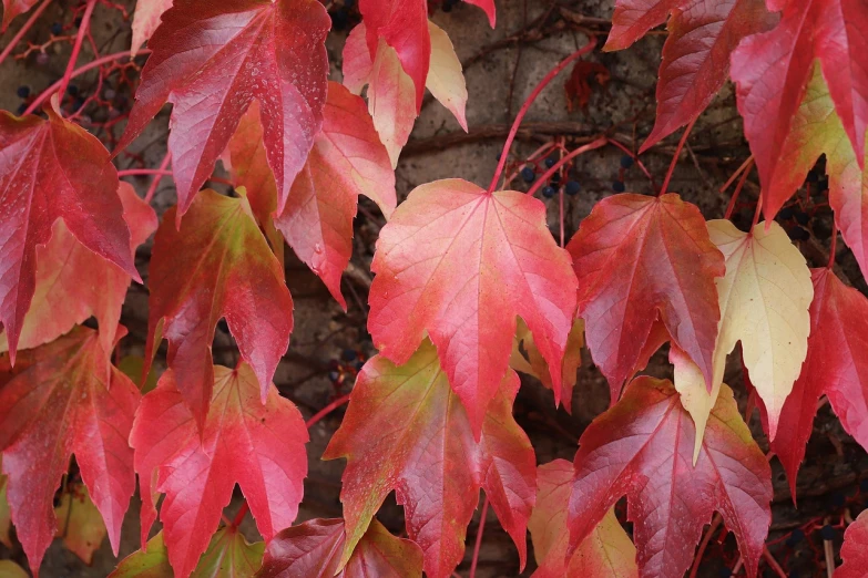 a bunch of red and yellow leaves on a tree, a photo, vines on the walls, pale red, deep colours. ”, maple syrup highlights