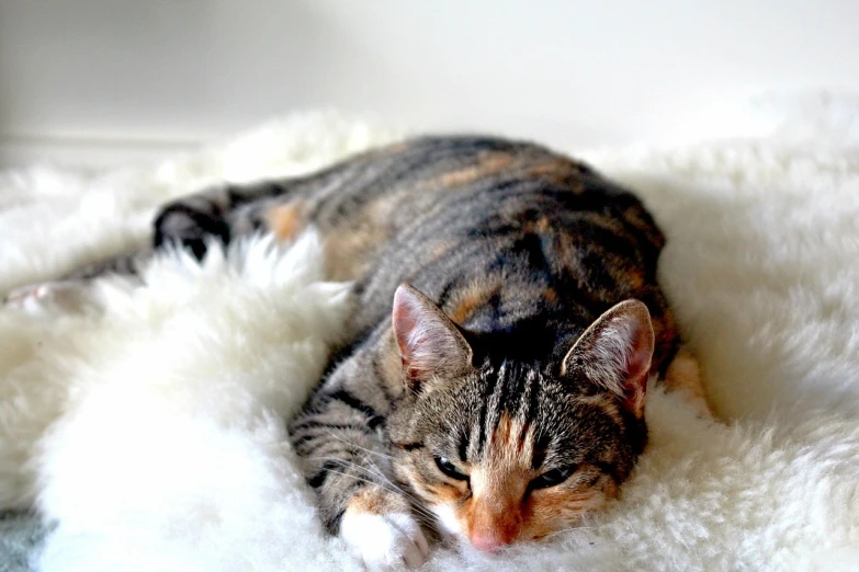 a cat laying on top of a fluffy white blanket, by Fiona Stephenson, flickr, calico cat, synthetic fur, armored cat, wikimedia