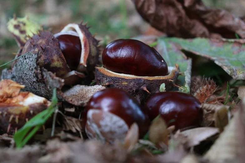 a group of chestnuts laying on the ground, a macro photograph, by Dietmar Damerau, pixabay, hurufiyya, in the autumn forest, mangosteen, avatar image