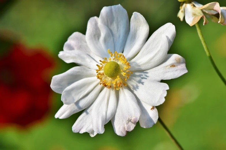 a close up of a white flower with a red flower in the background, romanticism, anemones, in sunny weather, gold flaked flowers, beautiful flower