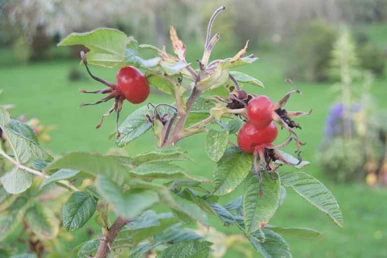 a close up of a bunch of fruit on a tree, by Robert Brackman, pixabay, renaissance, rose-brambles, hips, injured, trio