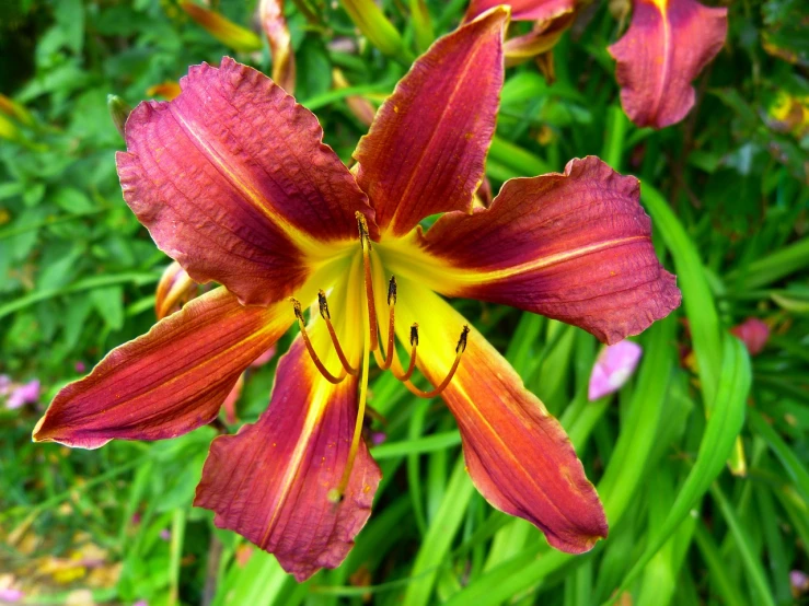 a close up of a flower in a garden, by Phyllis Ginger, lily flower, rich deep vibrant colors, brown flowers, beautiful opened wings