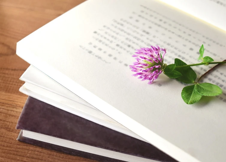 a pink flower sitting on top of an open book, a picture, by Fujiwara Nobuzane, unsplash, shin hanga, clover, brochure, minimalist photorealist, material is!!! plum!!!