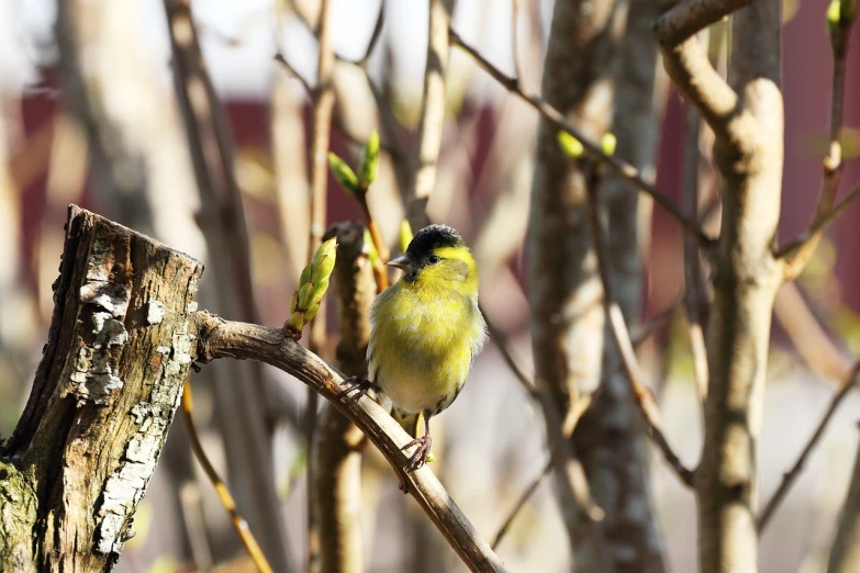 a couple of birds sitting on top of a tree branch, a photo, modern high sharpness photo