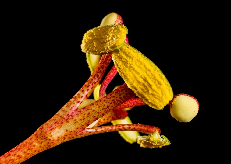 a close up of a flower on a black background, a macro photograph, carnivorous plant, highly detailed product photo, pods, yellow and red