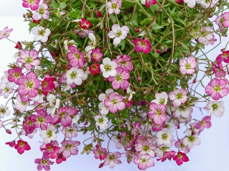 a bunch of pink and white flowers in a vase, by Lorraine Fox, trending on pixabay, arabesque, drosera capensis, hanging gardens, 1 6 x 1 6, bottom - view