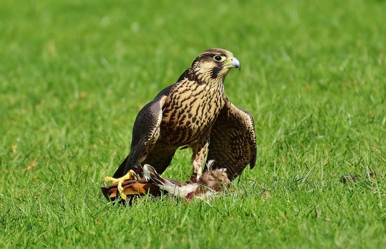 a large bird standing on top of a lush green field, a picture, by Robert Brackman, pixabay, renaissance, falcon, with chicks, carcass carrion covered in flies, portrait of merlin