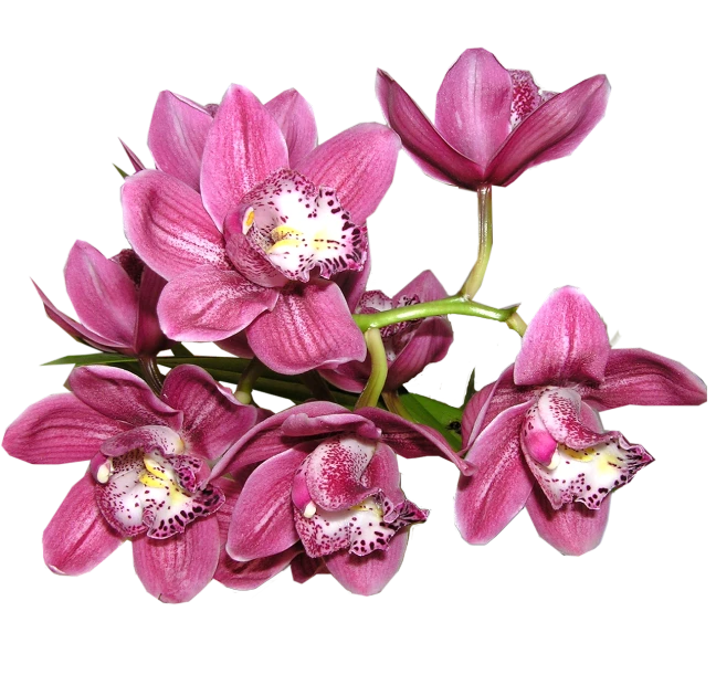 a bunch of pink flowers on a black background, by Harvey Pratt, 3 d giant orchid flower, high detail product photo, realistic image, detailed zoom photo