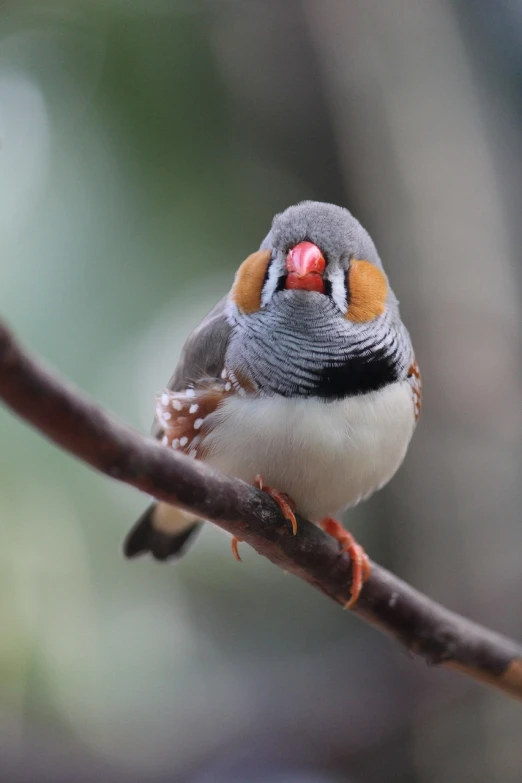 a small bird sitting on top of a tree branch, a portrait, by David Garner, flickr, mingei, round - face, focused amber eyes, various posed, birdseye view