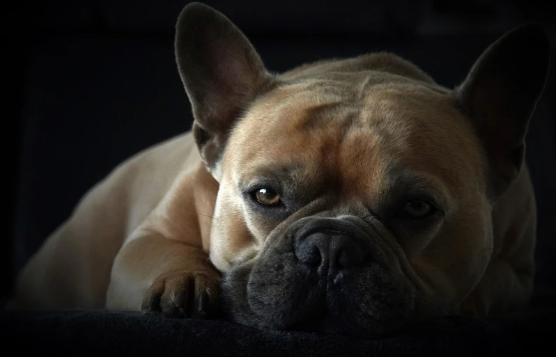 a close up of a dog laying on a couch, a portrait, by Emma Andijewska, pixabay contest winner, french bulldog, fierce expression 4k, shaded, wallpaper - 1 0 2 4