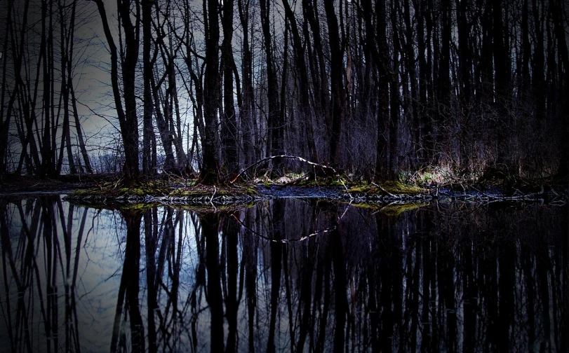 a forest filled with lots of trees next to a body of water, a picture, by Jacob Kainen, flickr contest winner, romanticism, liminal eerie midnight backlit, flooded swamp, symmetrical composition, night. by greg rutkowski