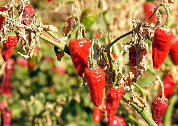 a bunch of red peppers sitting on top of a plant, a photo, by Robert Brackman, hurufiyya, deteriorated, on a sunny day, tourist photo, very crispy