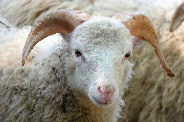 a close up of a sheep with large horns, renaissance, pale white face, traditional corsican, dreaming of electric sheep, facing the camera