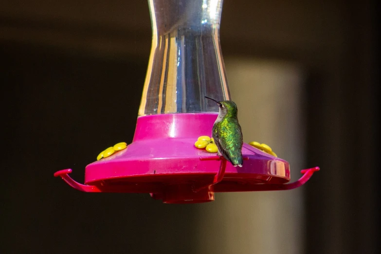 a hummingbird perches on a hummingbird feeder, a photo, by Linda Sutton, pexels, green magenta and gold ”, cone, dish, high res