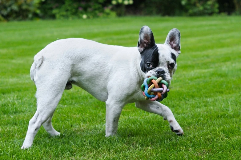 a dog running with a toy in its mouth, a pastel, pexels, bauhaus, french bulldog, with a white muzzle, multicolored, bamboo