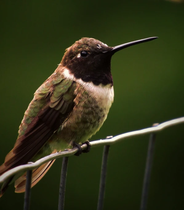 a hummingbird sitting on top of a wire fence, a portrait, by John Gibson, pexels, trimmed with a white stripe, illinois, no words 4 k, close up shot from the side