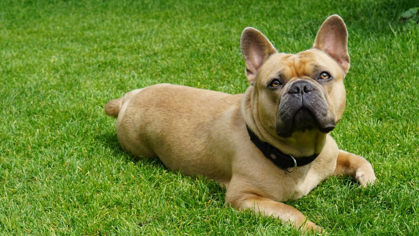 a brown dog laying on top of a lush green field, a portrait, shutterstock, french bulldog, attractive and good looking, blond, watch photo