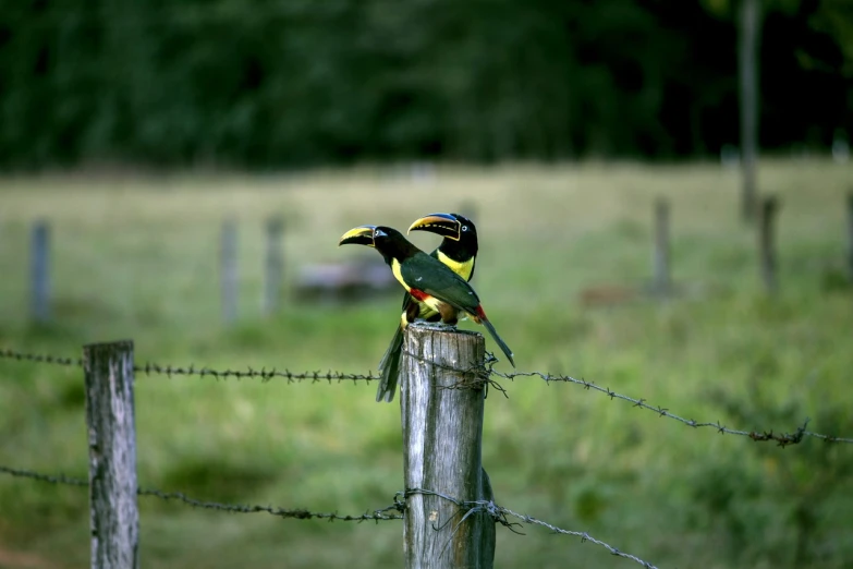 a couple of birds sitting on top of a wooden post, flickr, hurufiyya, green and yellow, amazonian, fences, 435456k film