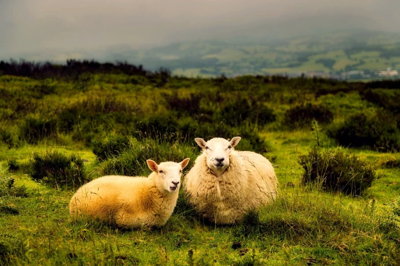 a couple of sheep standing on top of a lush green field, a picture, by Robert Brackman, shutterstock, vibrant but dreary gold, sitting in a field, irish mountains background, post processed denoised