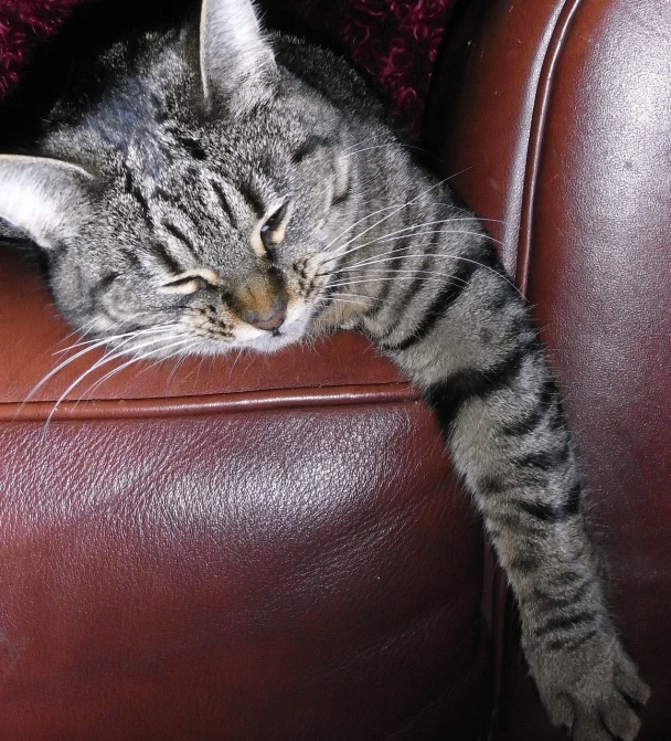 a close up of a cat laying on a couch, by Stella Schmolle, leather couch, in a fighting pose, oversaturated, tail raised