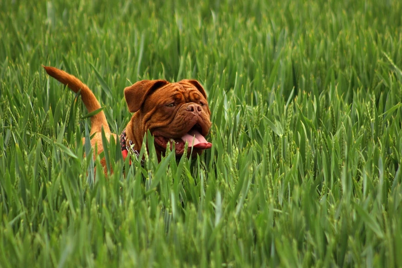 a brown dog standing on top of a lush green field, a stock photo, by Juergen von Huendeberg, shutterstock, the straw is in his mouth, wrinkly, walking through a field of wheat, dog sleeping