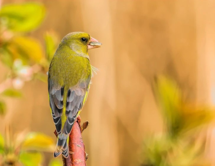 a green bird sitting on top of a tree branch, a pastel, by Robert Brackman, shutterstock, mid-shot portrait of a beautiful, closeup at the food, at sunrise in springtime, beautiful female