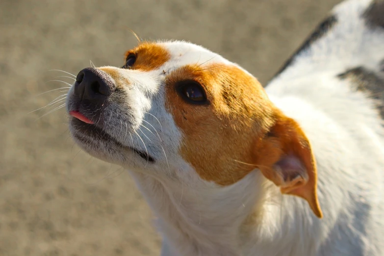 a close up of a dog looking up, shutterstock, photorealism, jack russel dog, taken with my nikon d 3, licking, on a sunny day