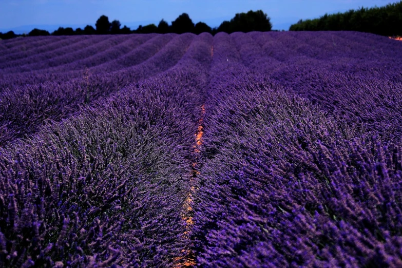 a field of purple flowers with trees in the background, a picture, by Cedric Peyravernay, pexels, color field, summer night, immaculate rows of crops, traveling in france, glowing blue
