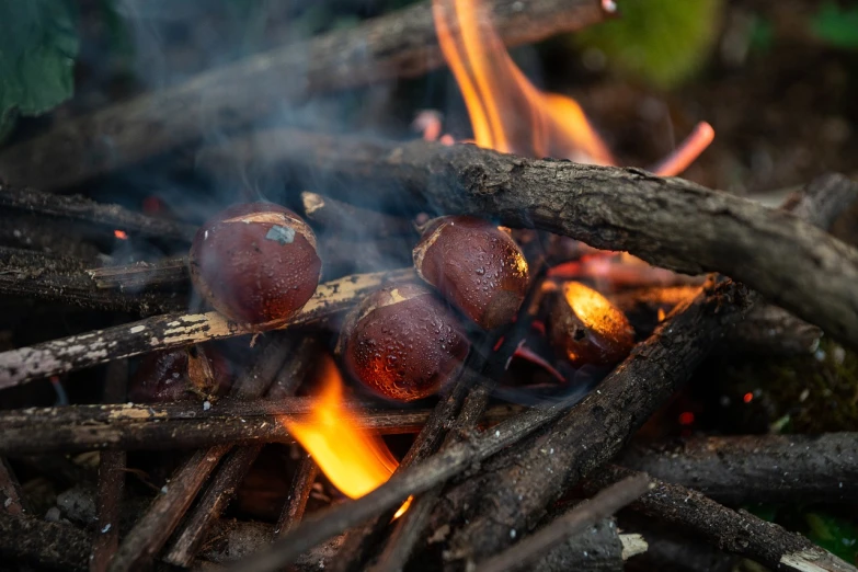 a bunch of chestnuts sitting on top of a fire, a portrait, by Jan Rustem, shutterstock, wildfire, camp, morning detail, maroon