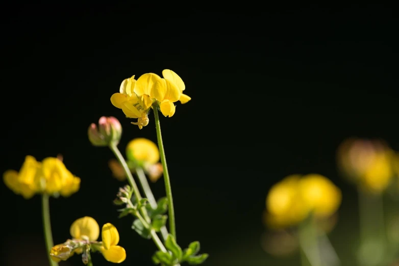 a group of yellow flowers sitting on top of a lush green field, a macro photograph, by Dietmar Damerau, minimalism, in front of a black background, tremella - fuciformis, viewed from very far away, lone female