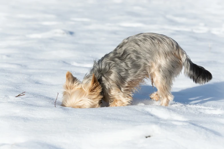 a dog that is standing in the snow, a photo, bending over, mid shot photo