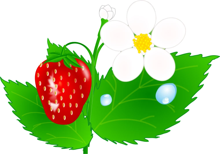 a strawberry sitting on top of a leaf next to a flower, a digital rendering, by Gigadō Ashiyuki, pixabay, hurufiyya, daisy, svg vector, various posed, dewdrops