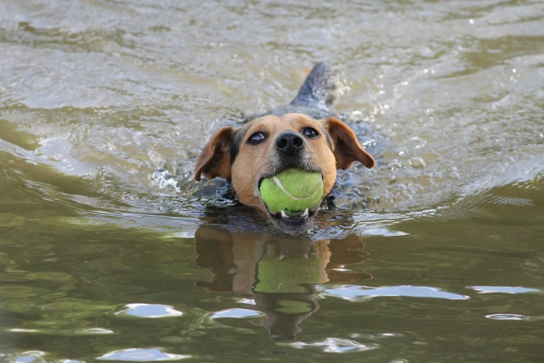 a dog swimming with a tennis ball in its mouth, a photo, by John Murdoch, shutterstock, bayou, stock photo, file photo, panzer