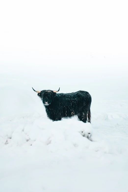 a cow that is standing in the snow, a picture, minimalism, scottish highlands, black fur, high res photo