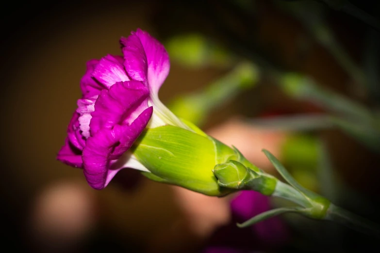 a close up of a pink flower on a stem, inspired by Jacopo Bassano, carnation, purple and green colors, taken with my nikon d 3, today\'s featured photograph 4k