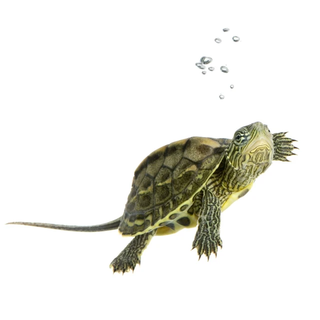 a turtle swimming in the water with bubbles, shutterstock, minimalism, isolated on white background, 2 0 1 0 photo, very high detail, tank