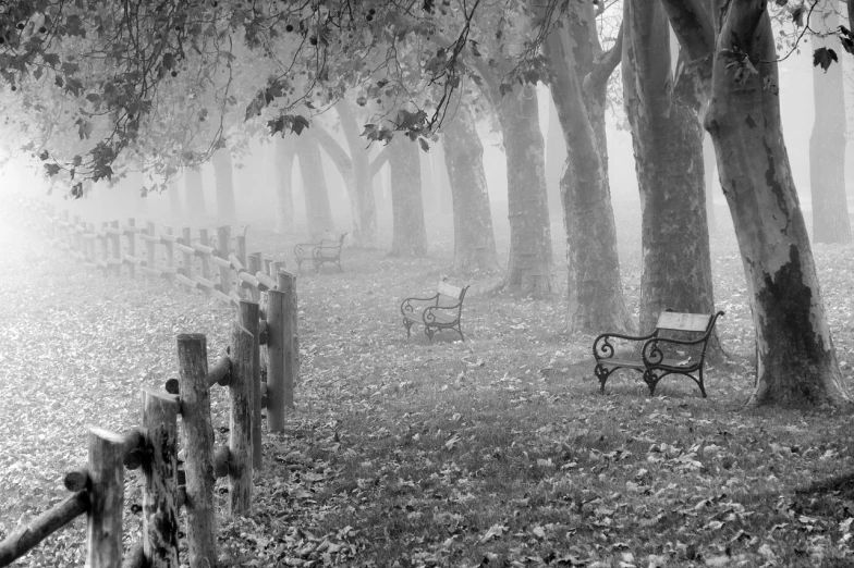 a black and white photo of a park bench in the fog, by Mark English, fine art, linden trees, autum garden, whimsical forest, pc wallpaper