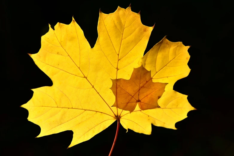 a close up of a yellow leaf on a black background, by Zoran Mušič, pixabay, minimalism, autumn maples, split in half, grown together, difraction from back light