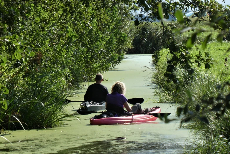 a couple of people riding on top of a pink kayak, by Darrell Riche, flickr, green alley, new zeeland, canals, full of greenish liquid